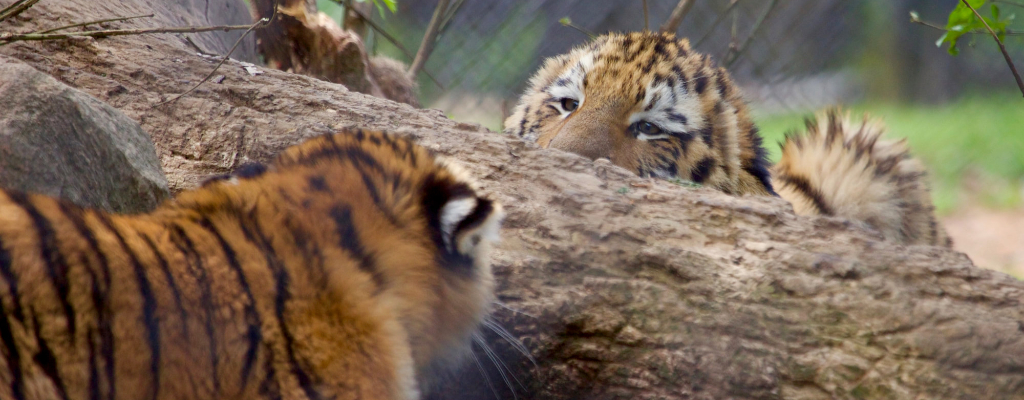 Connecticut’s Beardsley Zoo